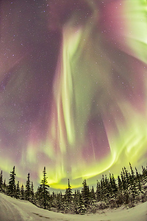 Vertical Curtains of Aurora over the Boreal Forest, Photo credit: Alan Dyer.